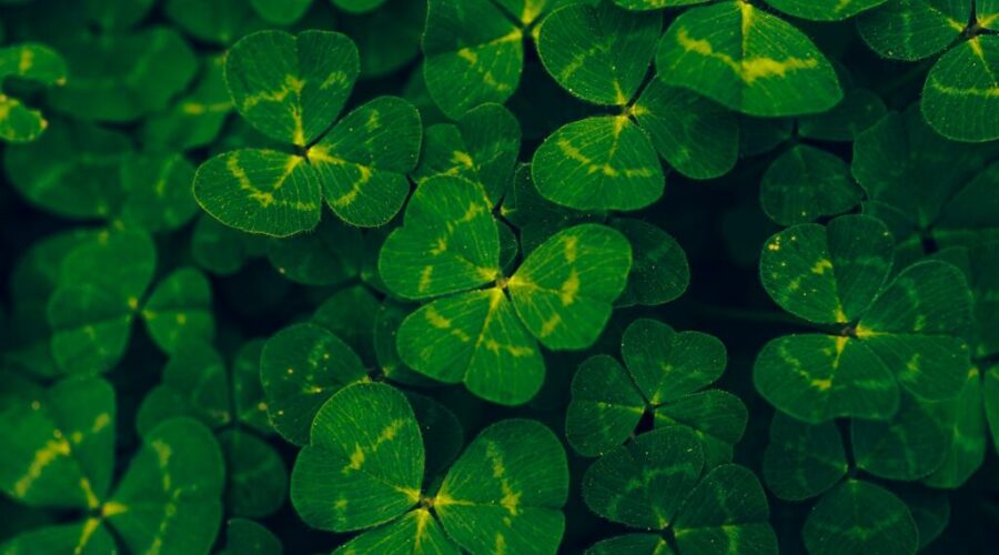 Happy St. Patrick’s Day!