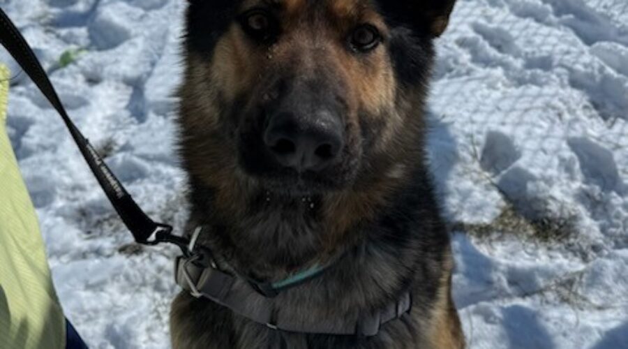 Ontario SPCA working with northern communities on adoptions
