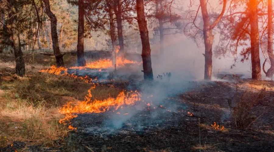 Four more forest fires in the northwest region