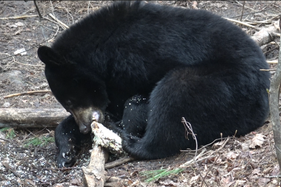 Spring bear season: More than a hunt