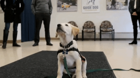Pet Valu Walk for Dog Guides taking place in Kenora this weekend