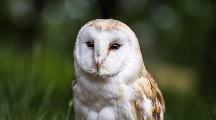 Ontario ministry experts raised concerns about at-risk species law changes, emails show