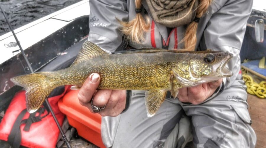 More than a fish fry: Why Walleye remains Ontario’s favourite catch