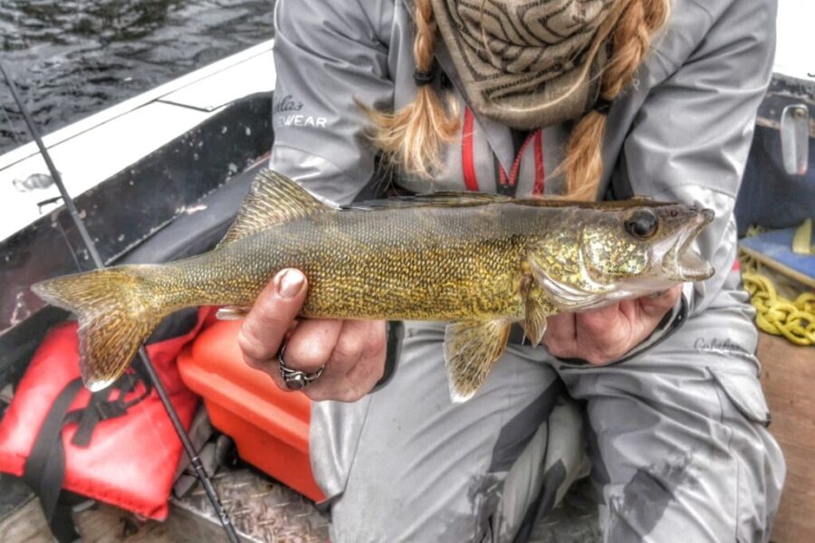 More than a fish fry: Why Walleye remains Ontario’s favourite catch