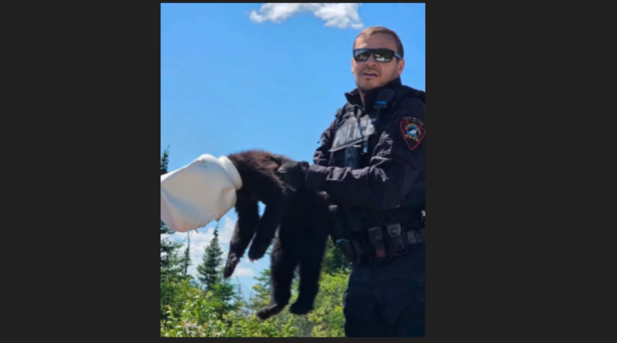 Bear cub freed after jug gets stuck on head