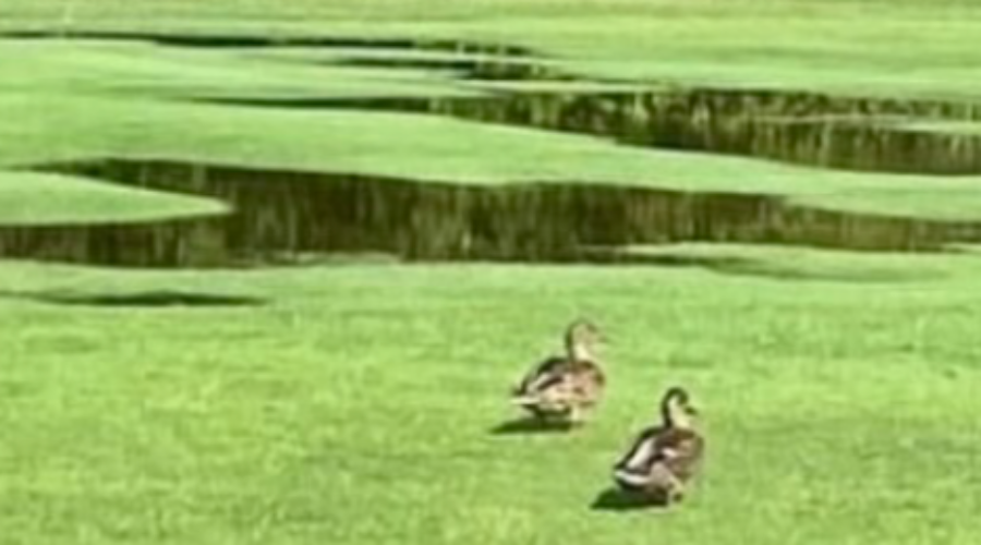 Beauty Bay Golf Course Senior Men’s Golf League, July 7
