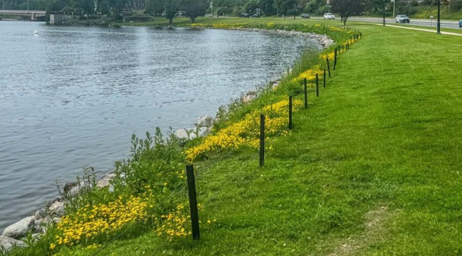 Kenora installs goose line along Harbourfront greenbelt
