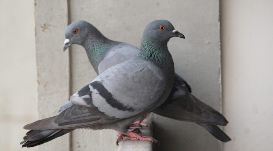 Dozens of pigeons found dead in Kenora, potential source found